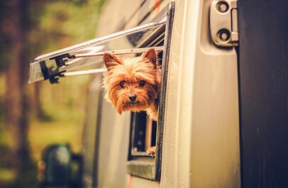 Hund im Wohnmobil | © Foto: stock.adobe.com - Tomasz Zajda