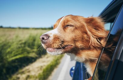Die wichtigsten Utensilien fürs Verreisen mit Hund | © Foto: Chalabala, stock.adobe.com