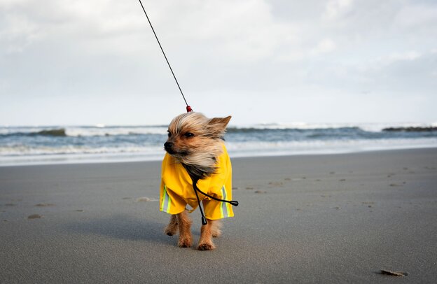 Eine Wattwanderung an der Nordsee ist auch für Hunde geeignet, egal wie groß oder klein sie sind. | © Foto: DJD/TourismusMarketing Niedersachsen/Kees van Surksum