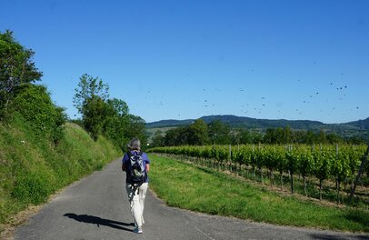 © Der Kaiserstuhlpfad, zweitschönster Wanderweg Deutschlands 2019, führt Wanderer durch das vulkanische Mittelgebirge im sonnigen Südwesten. Foto: djd/Naturgarten Kaiserstuhl/Fichter