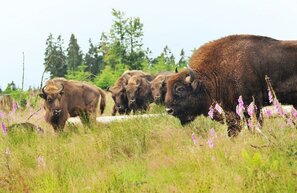 © Wisent Wildnis am Rothaarsteig, Bad Berleburg © BLB Tourismus GmbH