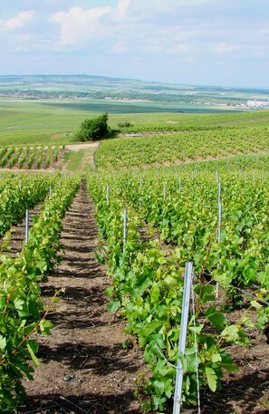 Verzenay - Frankreich  | © Verzenay - Frankreich ©Vassil, Public domain, via Wikimedia Commons