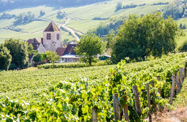 Blick über die Weinberge der Champagne in Bonneil, Frankreich | © ©olrat - stock.adobe.com