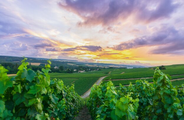 Champagner-Weinberge auf dem Berg von Reims, Frankreich | © Champagner-Weinberge auf dem Berg von Reims, ©Southtownboy Studio - stock.adobe.com