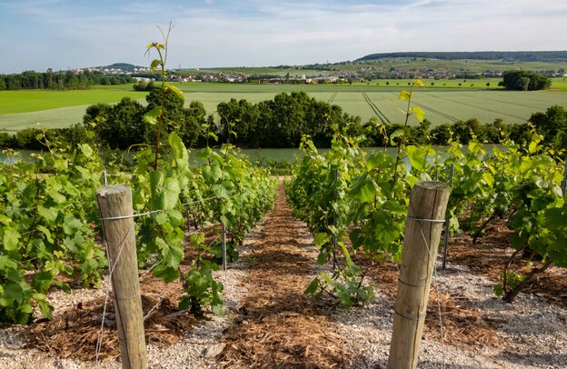 Weingärten in Hautvillers - Frankreich | © Weingärten in Hautvillers ©mrallen - stock.adobe.com