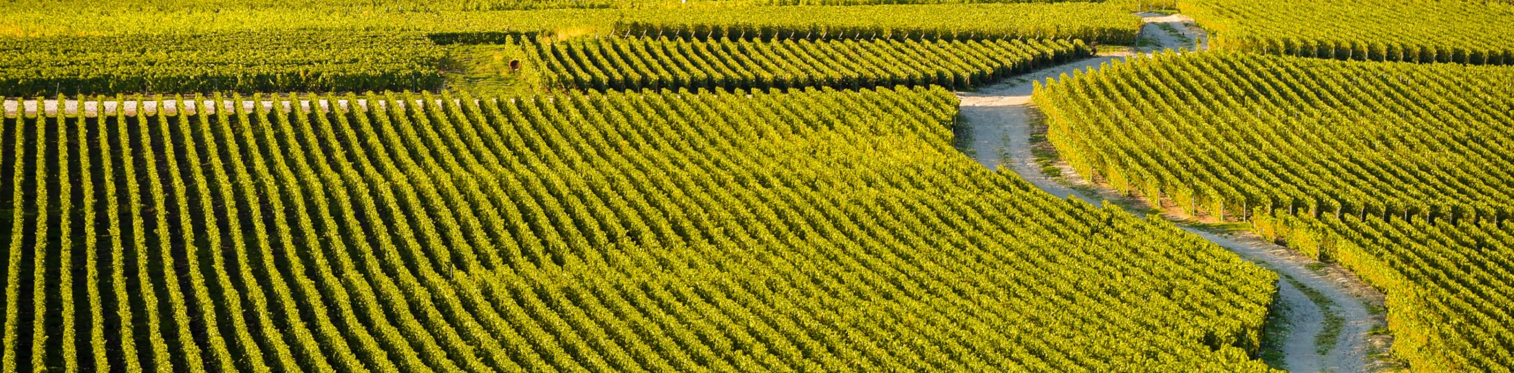Weinberge in der Champagne im Departement Marne, Frankreich | © Weinberge in der Champagne ©FreeProd - stock.adobe.com Weinberge in der Champagne im Departement Marne, Frankreich | © Weinberge in der Champagne ©FreeProd - stock.adobe.com