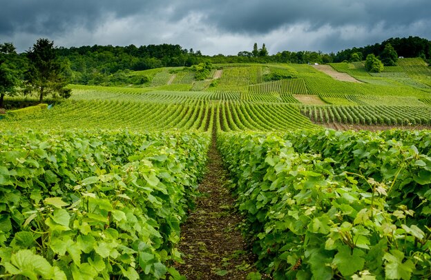 Champagner-Weinberg in Venteuil, Frankreich | © Champagner-Weinberg in Venteuil, ©Chris Mann - stock.adobe.com