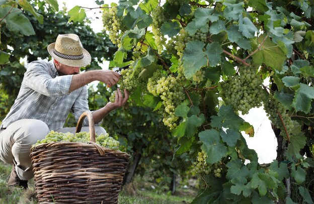 Weinernte Champagne mit dem Wohnmobil  | © ©amedeoemaja - stock.adobe.com