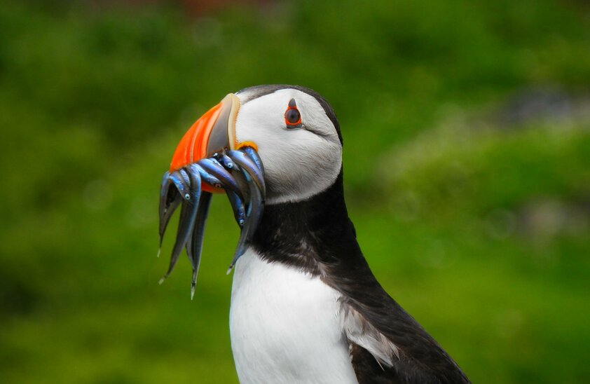 Papageientaucher, Irland Wild Atlantic Way | © Papageientaucher, Foto: Pixabay, DesignFife