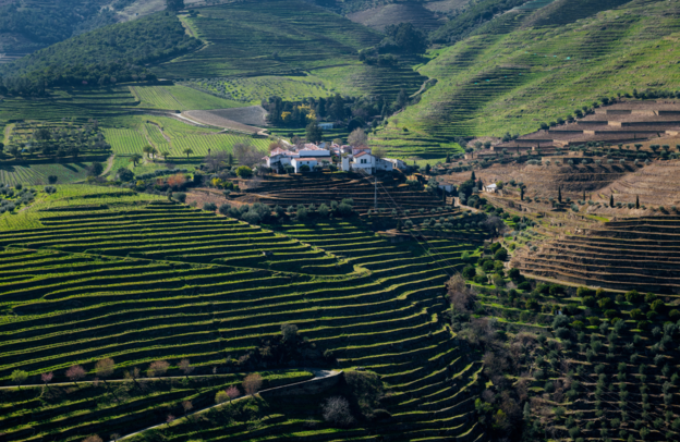 Weinberge in der Nähe von Pinhao | © Foto: Tiago Fernandez - stock.adobe.com