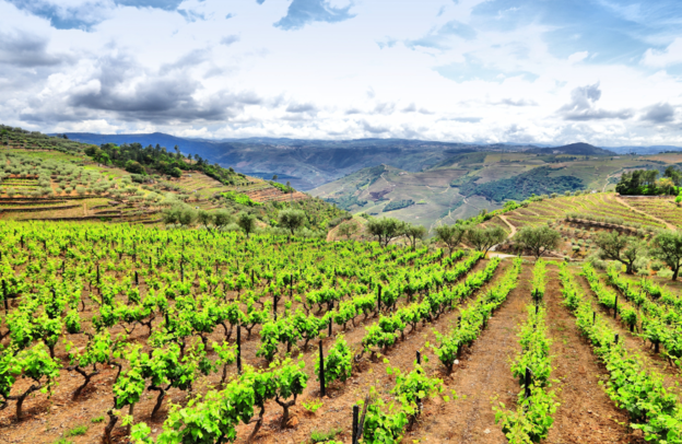 Weinberge Region Douro - Portugal | © Foto: Tupungato - stock.adobe.com