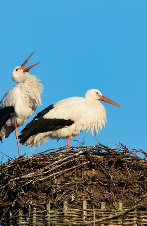 Störche im Nest | © Foto: Christian Schwier, stock.adobe.com