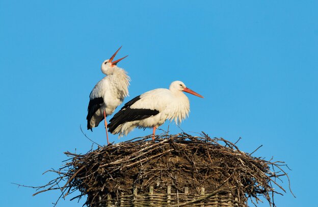 Störche im Nest | © Foto: Christian Schwier, stock.adobe.com