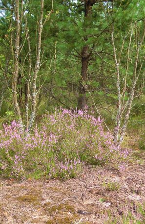 Camping Masuren: Rundreise durch eine der bezauberndsten Landschaften Europas  | © Johannisburger Heide/Puszcza Piska, Foto: Buesi, stock.adobe.com