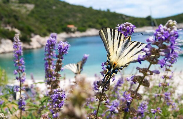 Frühling in Kroatien - üppige Blütenpracht mit Schmetterling | © ©chris618 - stock.adobe.com