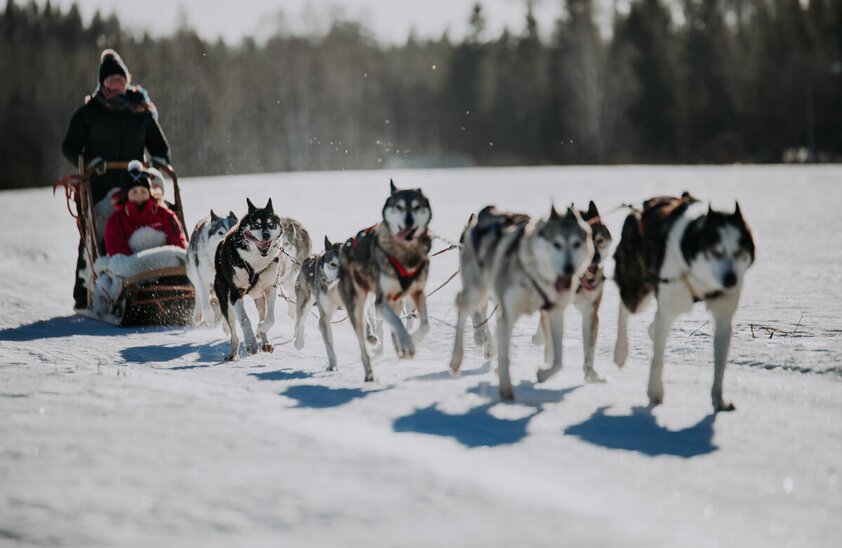 Husky safari, Koirakikka, Lahti Region | © Foto: Julia Kivelä, Lahti Region, Visit Finland