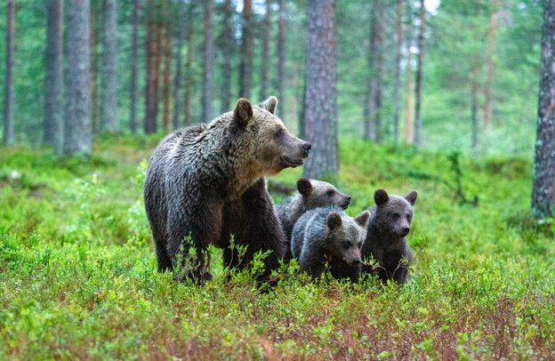 Bärenfamilie in Finnland | © Foto: francescodemarco, stock.adobe.com