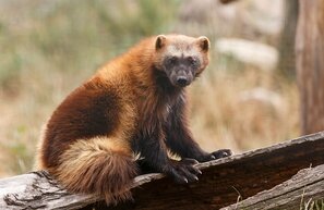 Finnland Vielfraß, Gulo Gulo, Wolverine | © Vielfraß, Foto: michal, stock.adobe.com