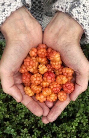 Möltebeeren, Cloudberries | © Möltebeeren, Foto: Virpi Mikkonen, Visit Finland