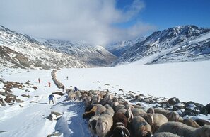 © Beim spektakulären Schafübertrieb werden Tausende Schafe von den Sommerweiden in Österreich über den Alpenhauptkamm nach Südtirol geleitet. Foto: djd/IDM Südtirol/Mario Entero